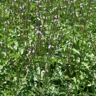 plantes-vivaces-verbena-officinalis-verveine-en-vente-verveine-officinale-en-vente-pepiniere-lepage-