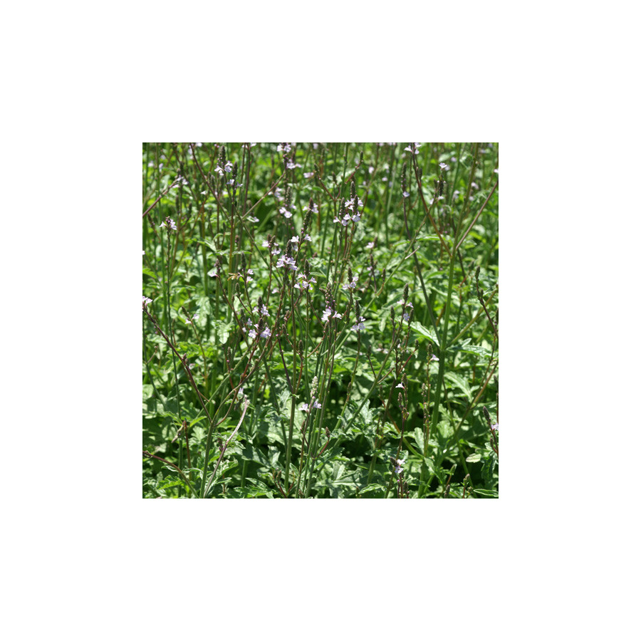 Plantes Vivaces VERBENA officinalis - Verveine en vente - Verveine officinale en vente - Pépinière Lepage .