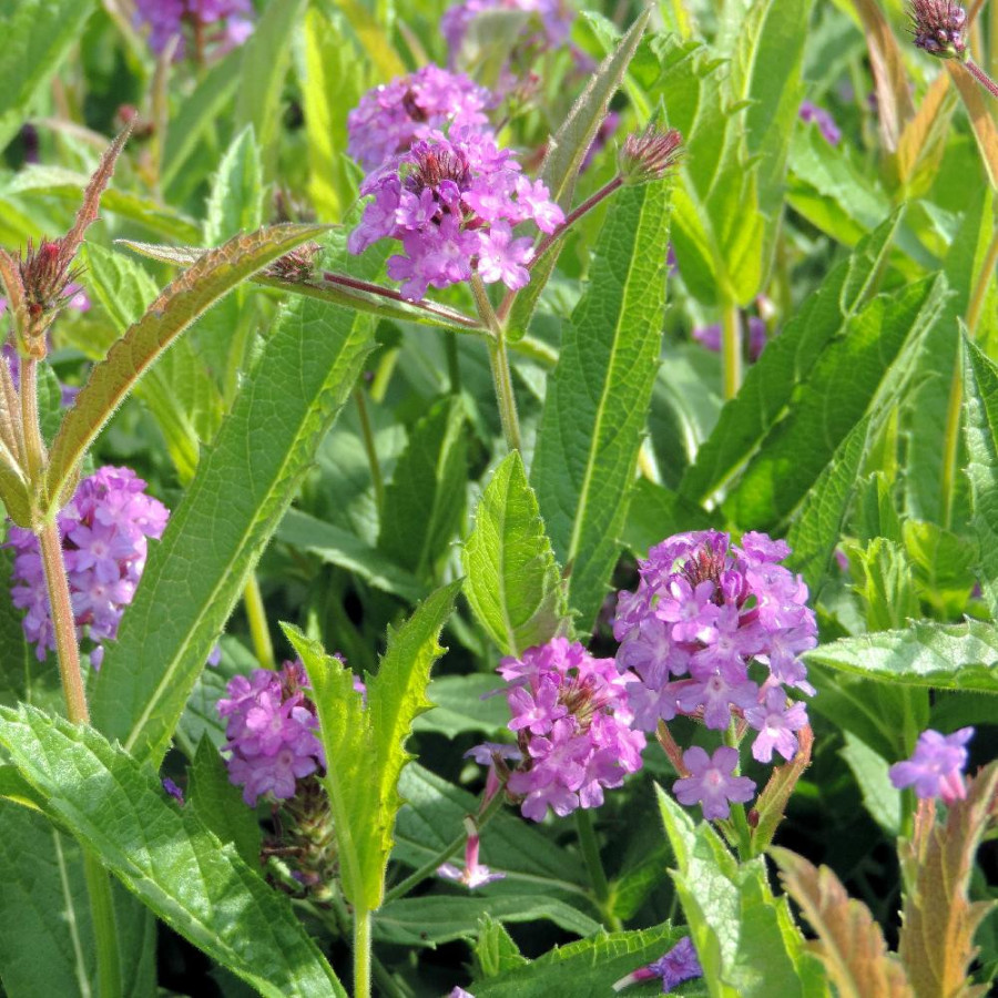 VERBENA rigida