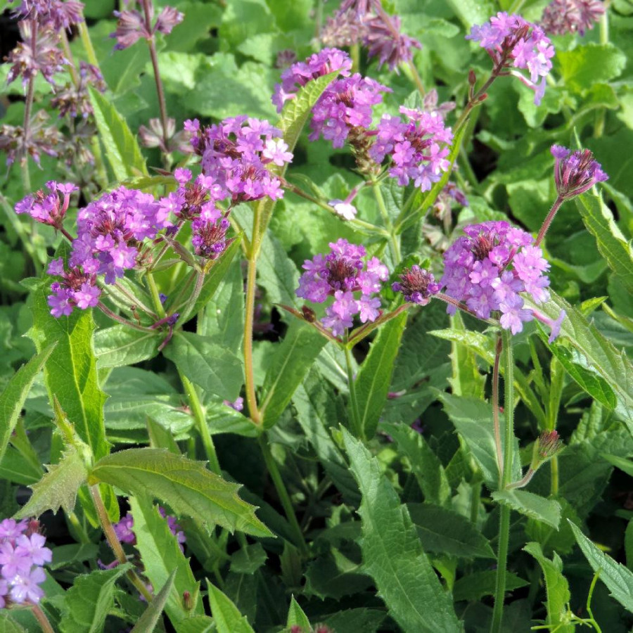 VERBENA rigida