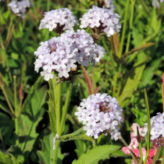 plantes-vivaces-verbena-rigida-polaris-verveine-en-vente-pepiniere-lepage-