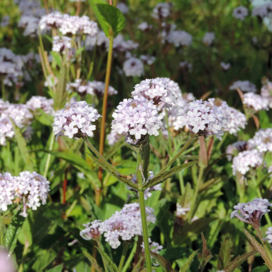 Plantes Vivaces VERBENA rigida 'Polaris' - Verveine en vente - Pépinière Lepage .