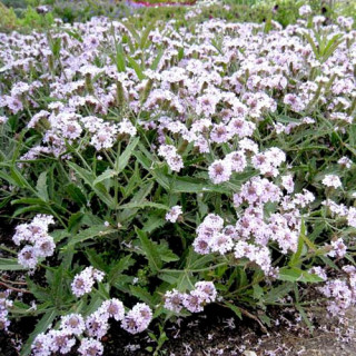 Plantes Vivaces VERBENA rigida 'Polaris' - Verveine en vente - Pépinière Lepage .