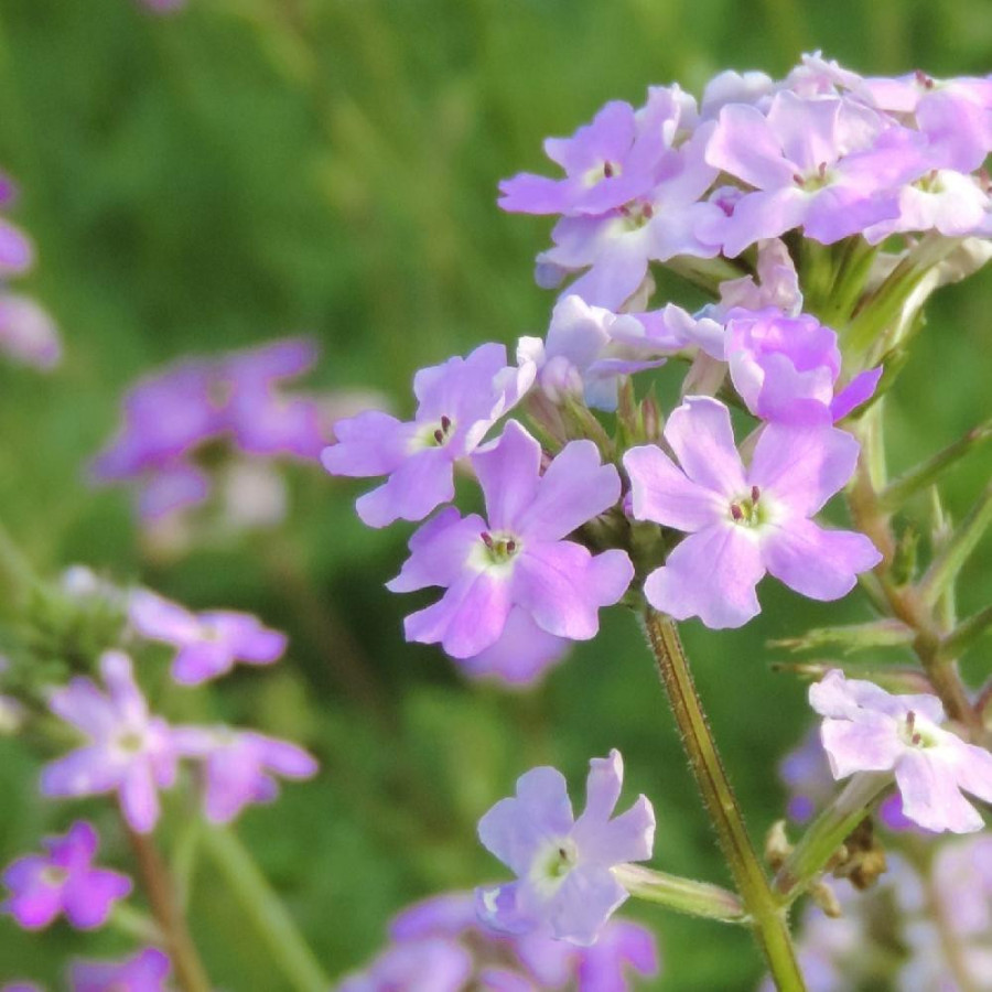 Plantes Vivaces VERBENA tenuisecta - Verveine en vente - Pépinière Lepage .