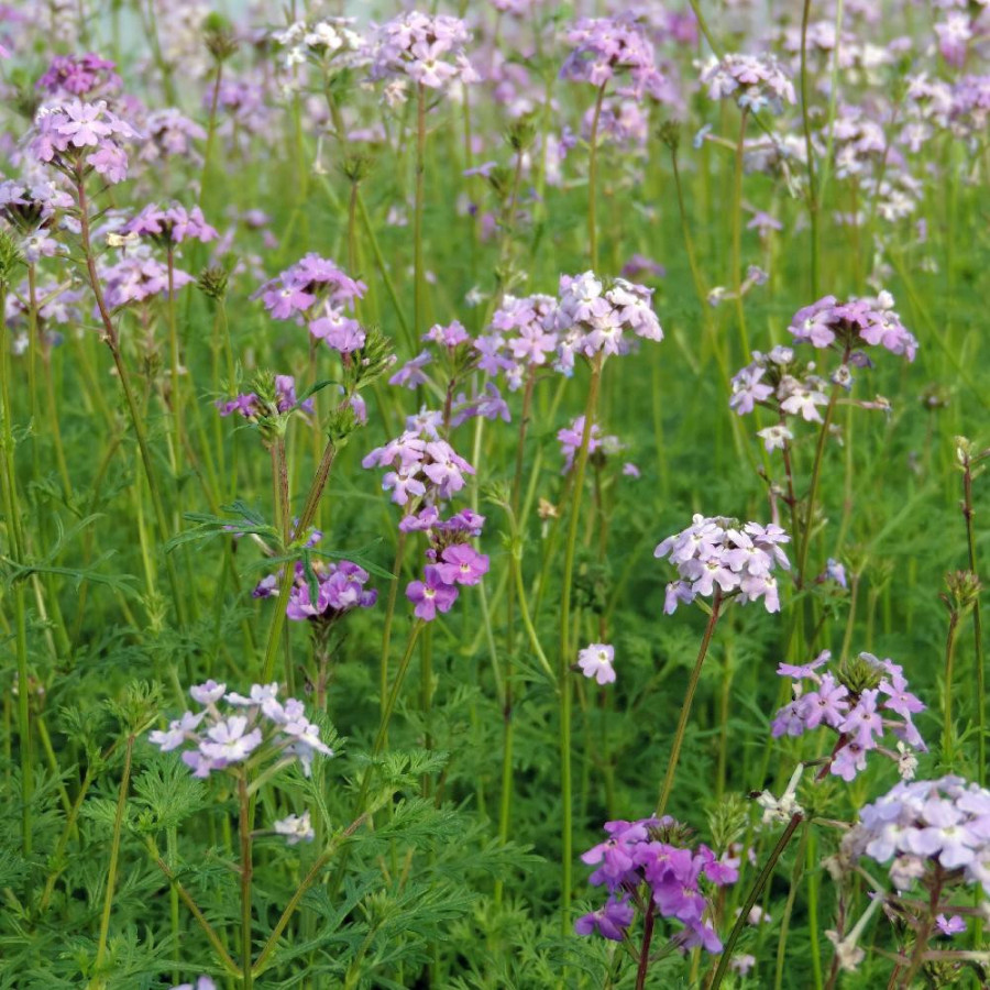 Plantes Vivaces VERBENA tenuisecta - Verveine en vente - Pépinière Lepage .