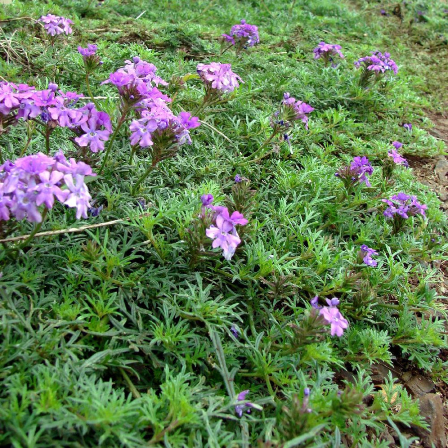Plantes Vivaces VERBENA tenuisecta - Verveine en vente - Pépinière Lepage .