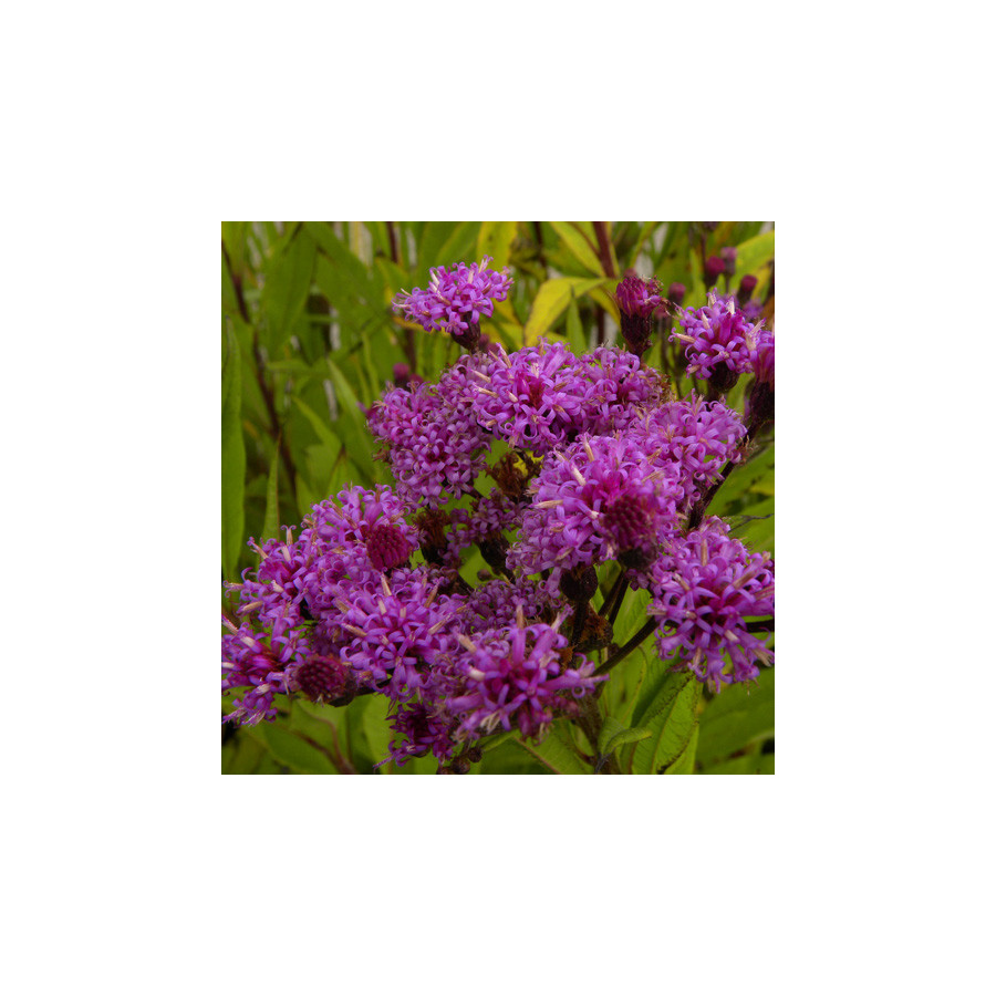 Plantes Vivaces VERNONIA crinita - Vernone en vente - Pépinière Lepage .