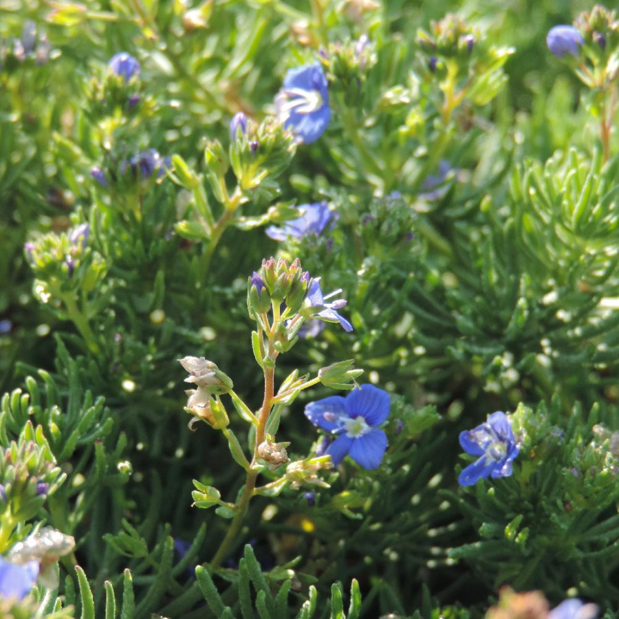 Plantes Vivaces VERONICA armena - Véronique d'Arménie en vente - Pépinière Lepage .
