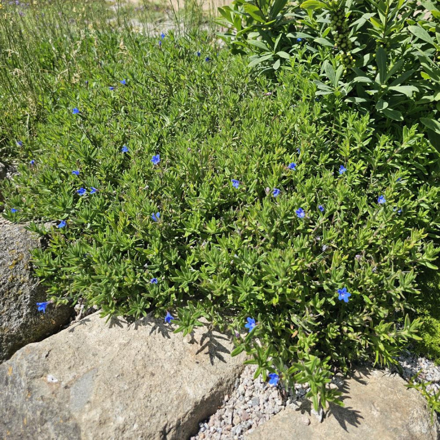 Plantes Vivaces VERONICA armena - Véronique d'Arménie en vente - Pépinière Lepage .