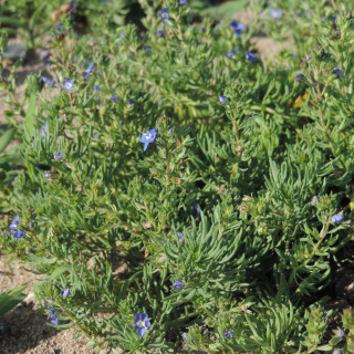 Plantes Vivaces VERONICA armena - Véronique d'Arménie en vente - Pépinière Lepage .