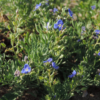 Plantes Vivaces VERONICA armena - Véronique d'Arménie en vente - Pépinière Lepage .