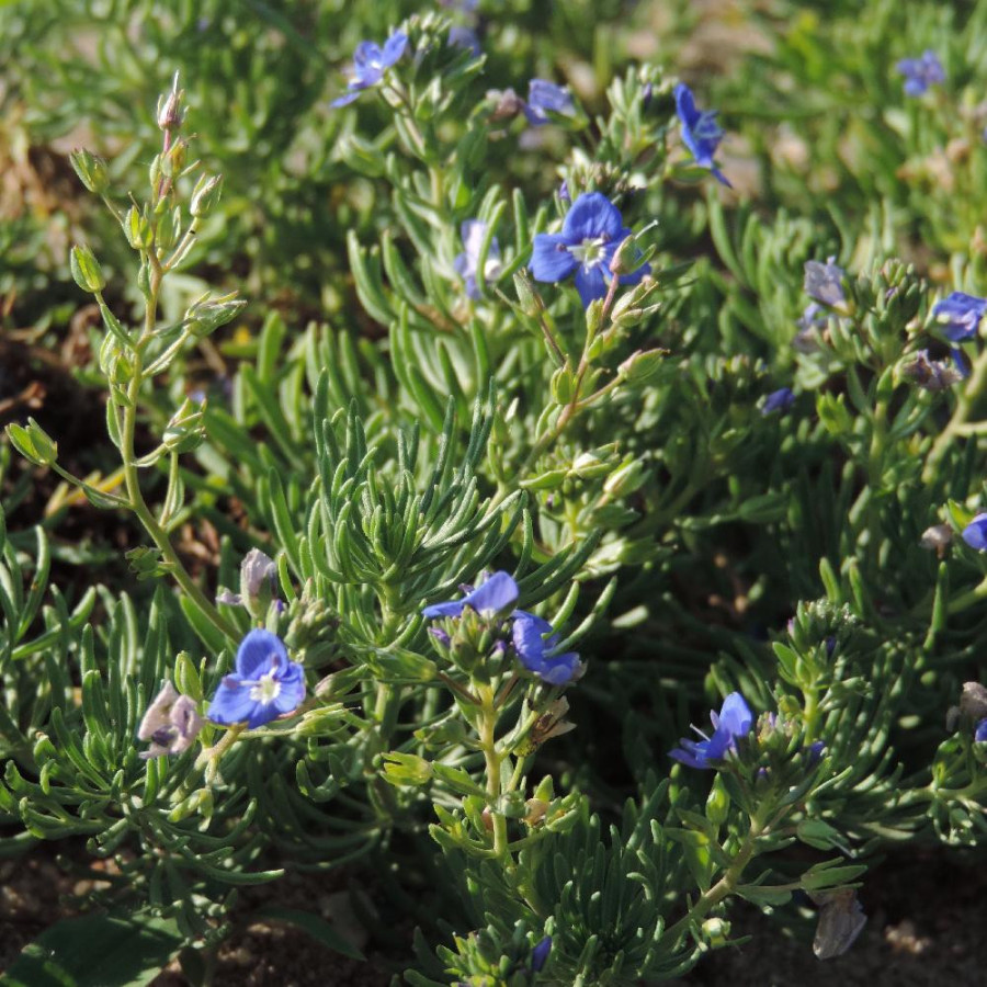 Plantes Vivaces VERONICA armena - Véronique d'Arménie en vente - Pépinière Lepage .