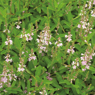 plantes-vivaces-veronica-cantiana-kentish-pink-veronique-en-vente-pepiniere-lepage-