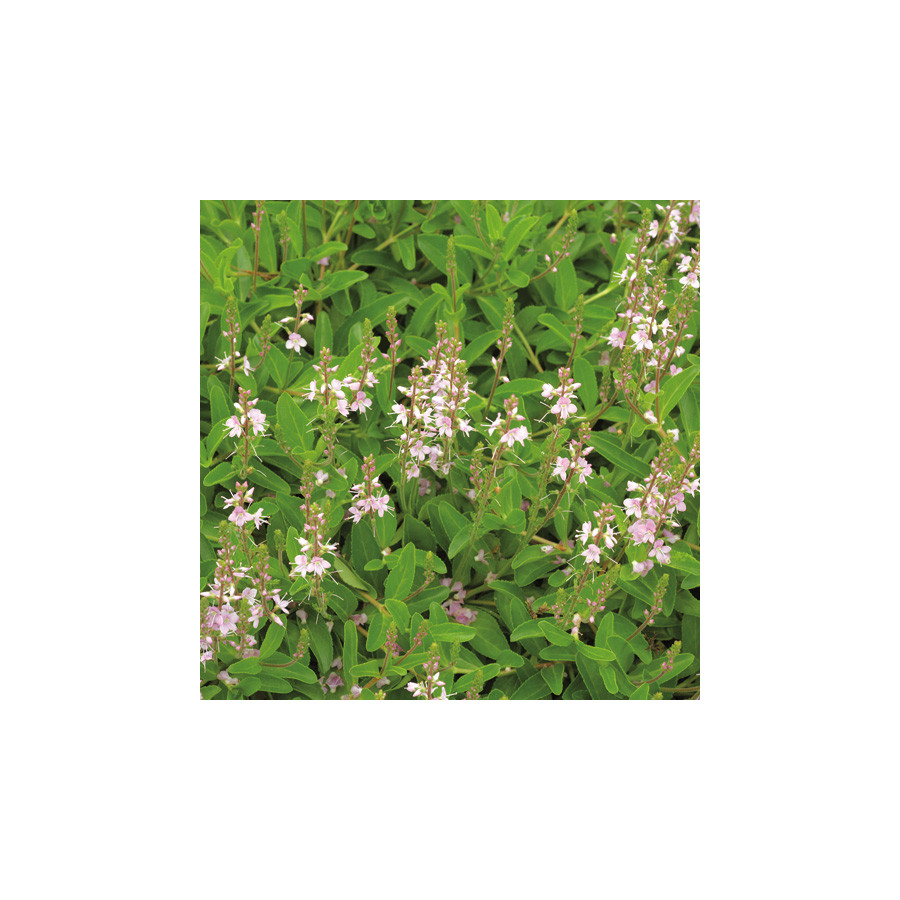 Plantes Vivaces VERONICA cantiana 'Kentish Pink' - Véronique en vente - Pépinière Lepage .