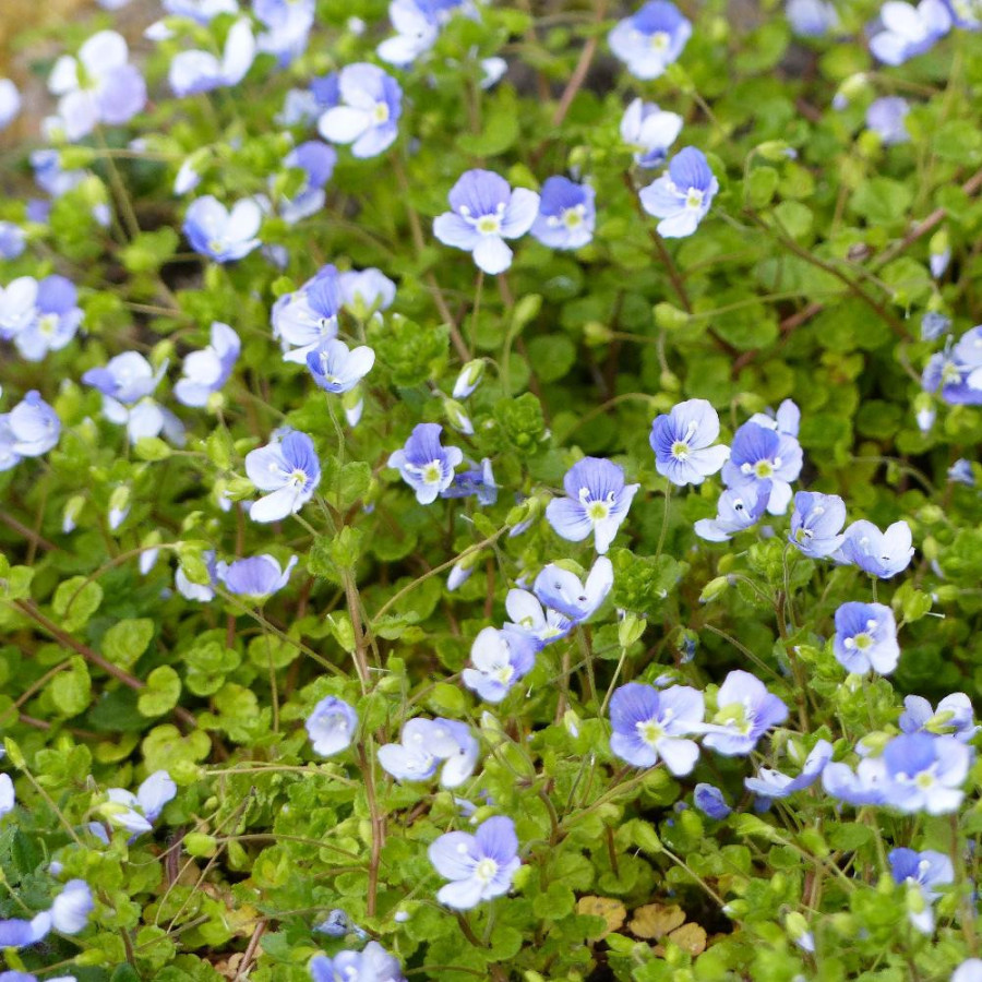 Plantes Vivaces VERONICA filiformis - Véronique en vente - Pépinière Lepage .