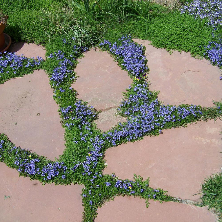 Plantes Vivaces VERONICA liwanensis - Véronique en vente - Pépinière Lepage .