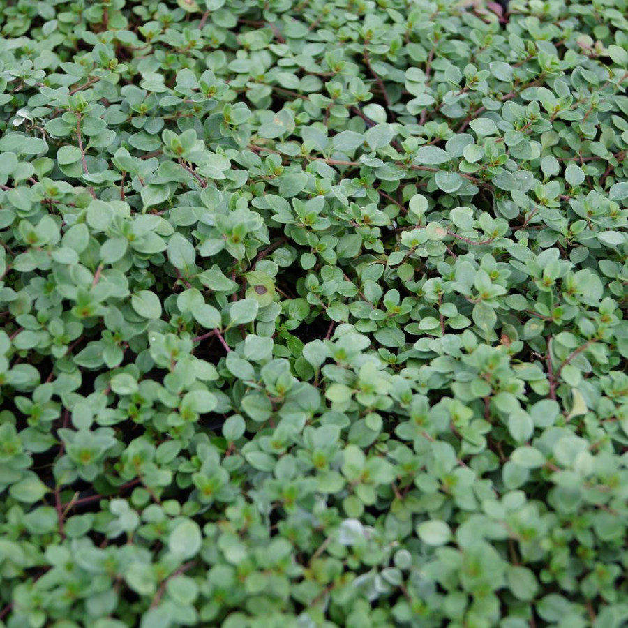 Plantes Vivaces VERONICA liwanensis - Véronique en vente - Pépinière Lepage .