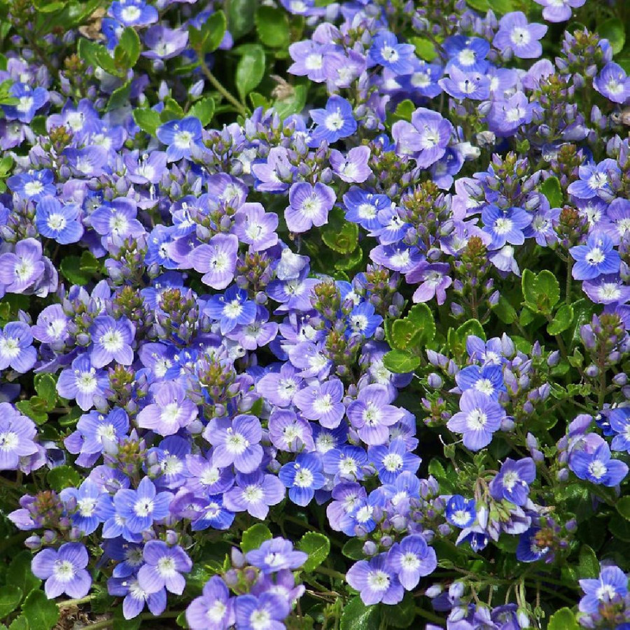 Plantes Vivaces VERONICA liwanensis - Véronique en vente - Pépinière Lepage .