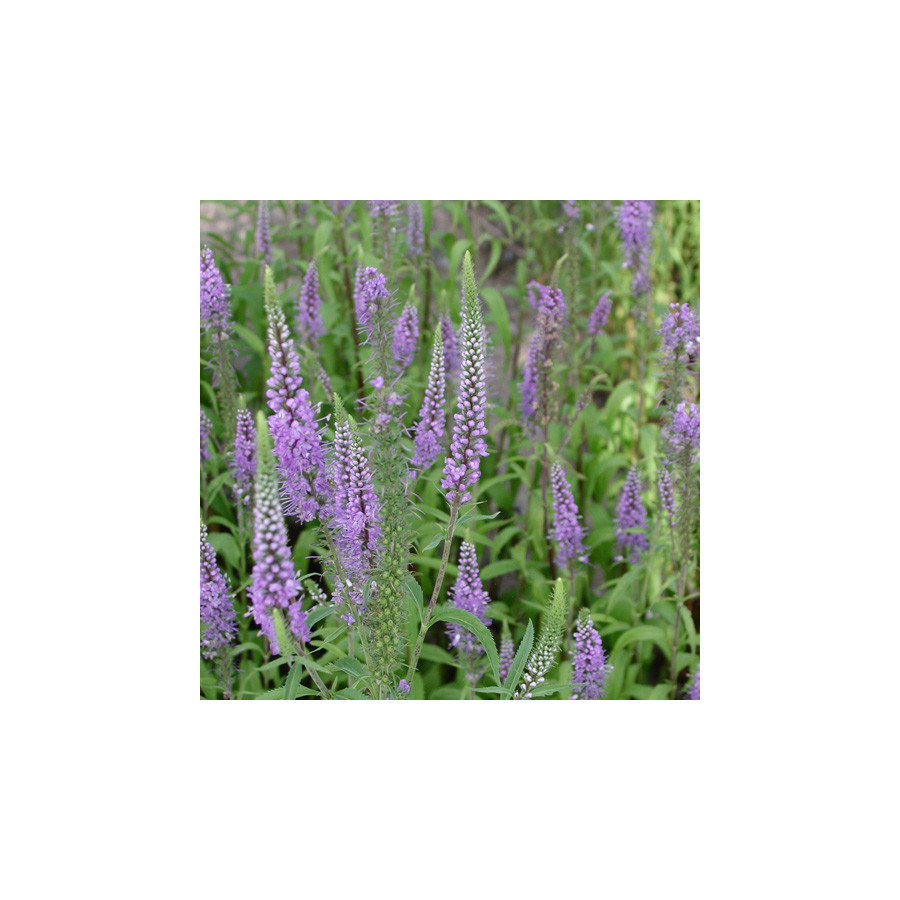Plantes Vivaces VERONICA longifolia 'Blauriesin' - Véronique en vente - Pépinière Lepage .