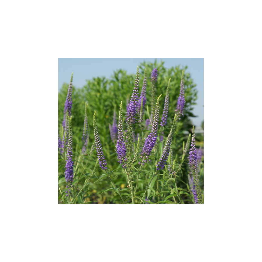 Plantes Vivaces VERONICA longifolia 'Blauriesin' - Véronique en vente - Pépinière Lepage .