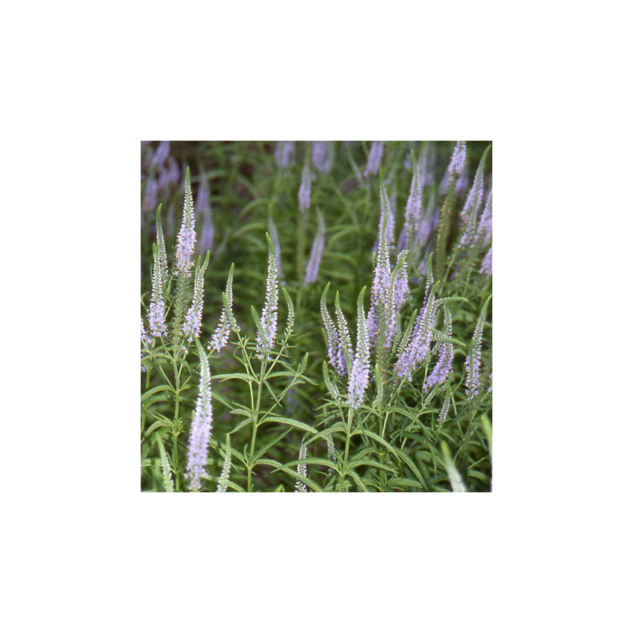 Plantes Vivaces VERONICA longifolia (exaltata) - Véronique en vente - Pépinière Lepage .