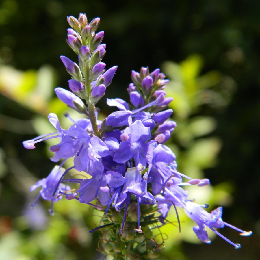 Plantes Vivaces VERONICA longifolia (exaltata) - Véronique en vente - Pépinière Lepage .