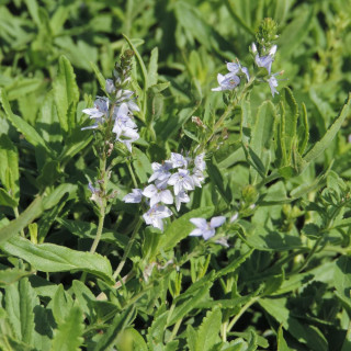 plantes-vivaces-veronica-prostrata-veronique-en-vente-pepiniere-lepage-