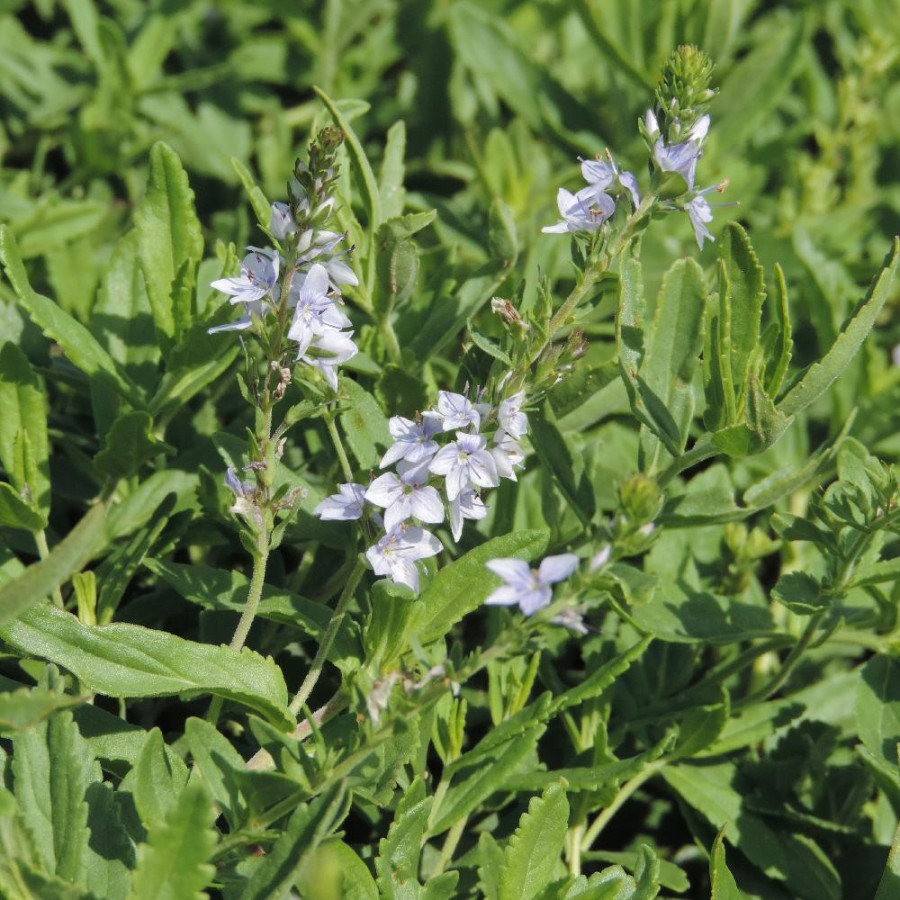 plantes-vivaces-veronica-prostrata-veronique-en-vente-pepiniere-lepage-
