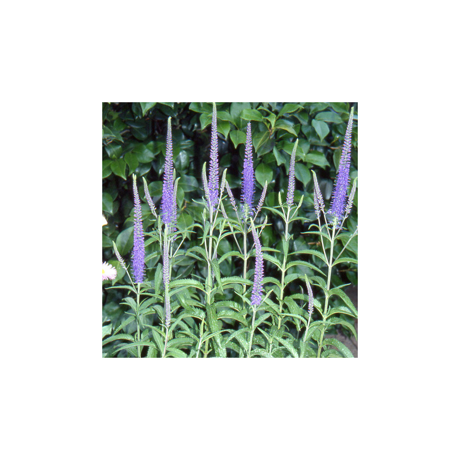 plantes-vivaces-veronica-spicata-veronique-en-vente-pepiniere-lepage-
