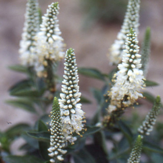 plantes-vivaces-veronica-spicata-alba-veronique-en-vente-pepiniere-lepage-