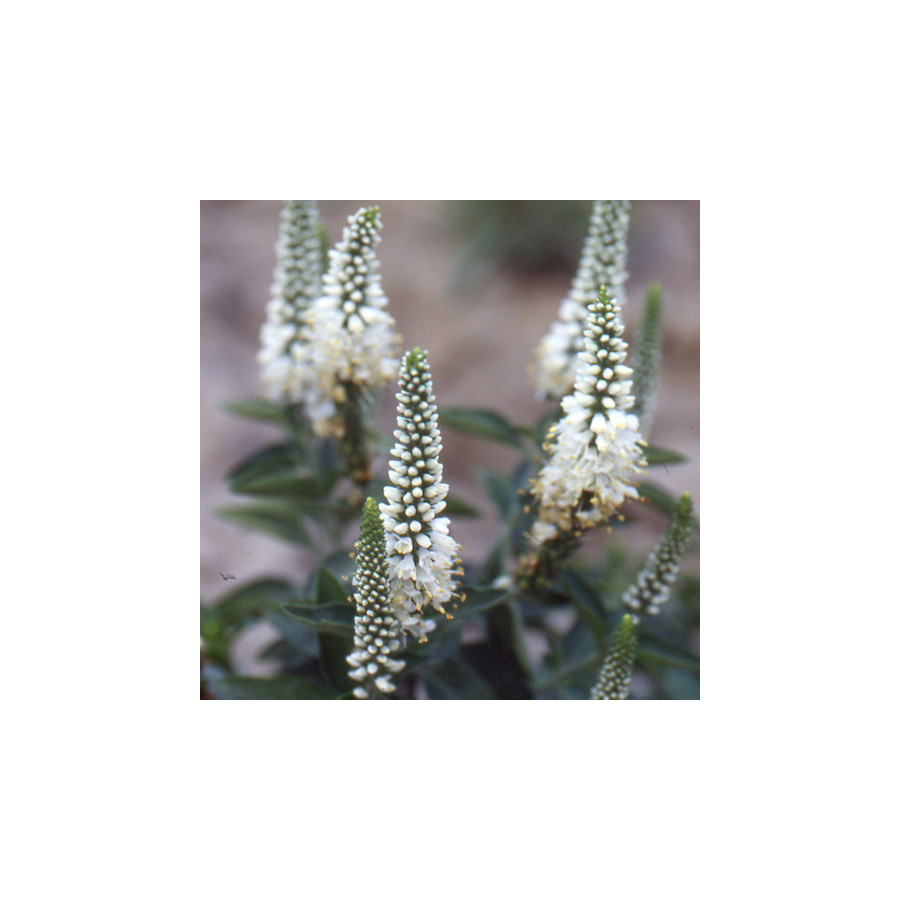 plantes-vivaces-veronica-spicata-alba-veronique-en-vente-pepiniere-lepage-