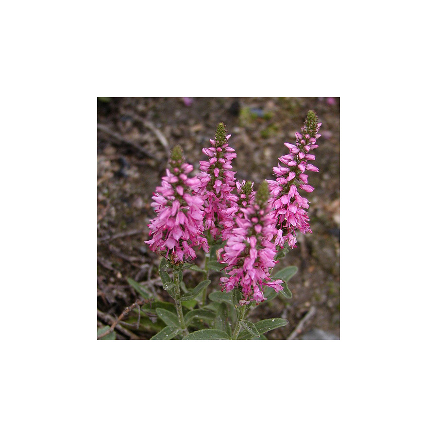 plantes-vivaces-veronica-spicata-barcarolle-veronique-en-vente-pepiniere-lepage-