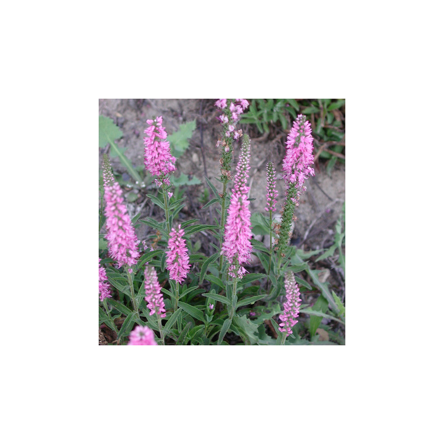 plantes-vivaces-veronica-spicata-barcarolle-veronique-en-vente-pepiniere-lepage-