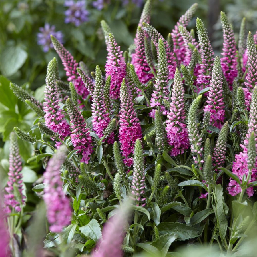Plantes Vivaces VERONICA spicata 'Bubblegum Candles' ® en vente - Pépinière Lepage .