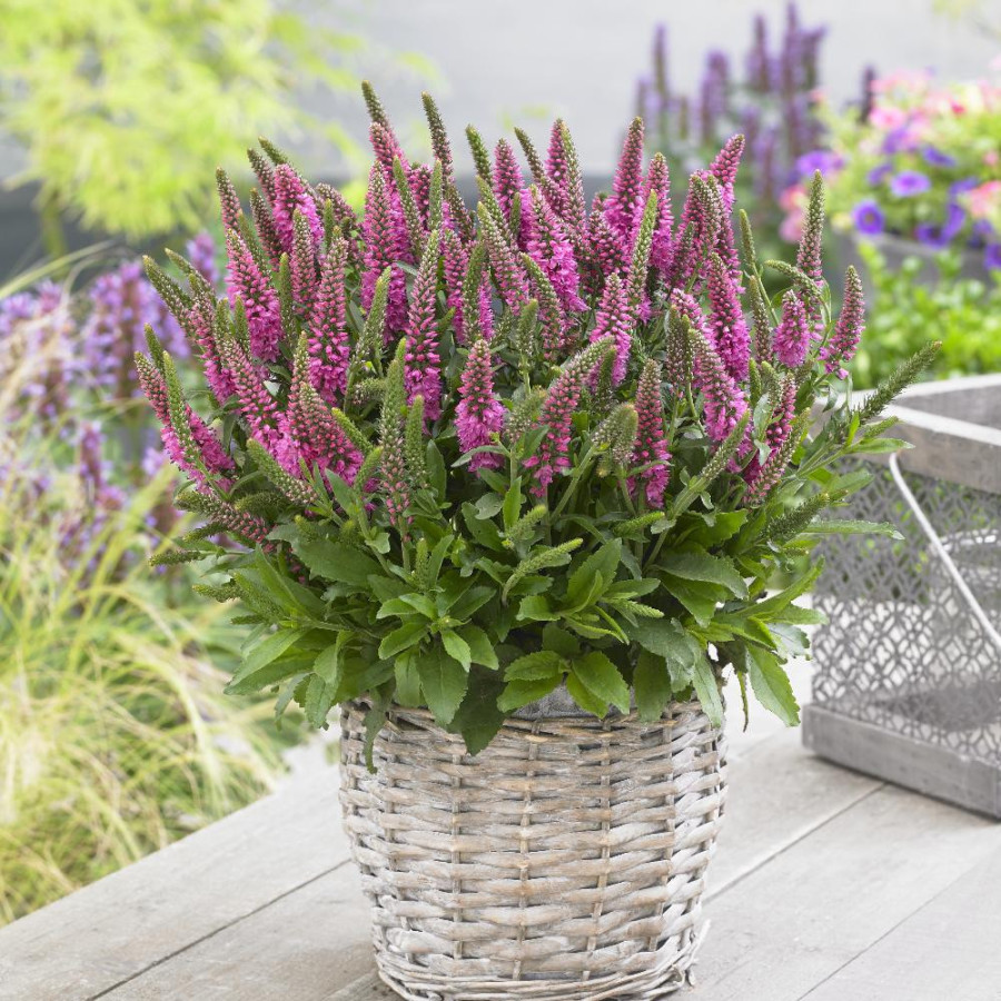 Plantes Vivaces VERONICA spicata 'Bubblegum Candles' ® en vente - Pépinière Lepage .
