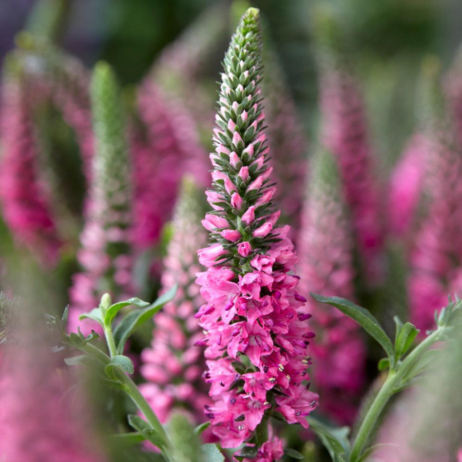 Plantes Vivaces VERONICA spicata 'Bubblegum Candles' ® en vente - Pépinière Lepage .