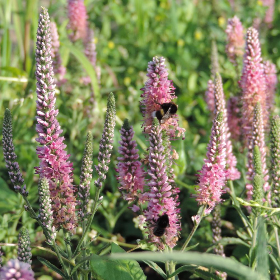 Plantes Vivaces VERONICA spicata 'Heidekind' - Véronique en vente - Pépinière Lepage .