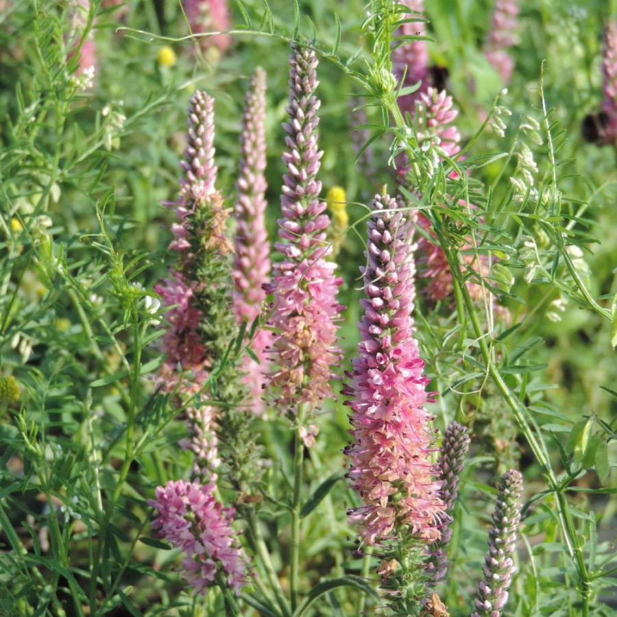 Plantes Vivaces VERONICA spicata 'Heidekind' - Véronique en vente - Pépinière Lepage .