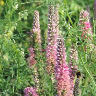 Plantes Vivaces VERONICA spicata 'Heidekind' - Véronique en vente - Pépinière Lepage .