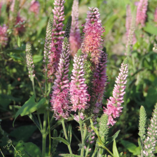 Plantes Vivaces VERONICA spicata 'Heidekind' - Véronique en vente - Pépinière Lepage .