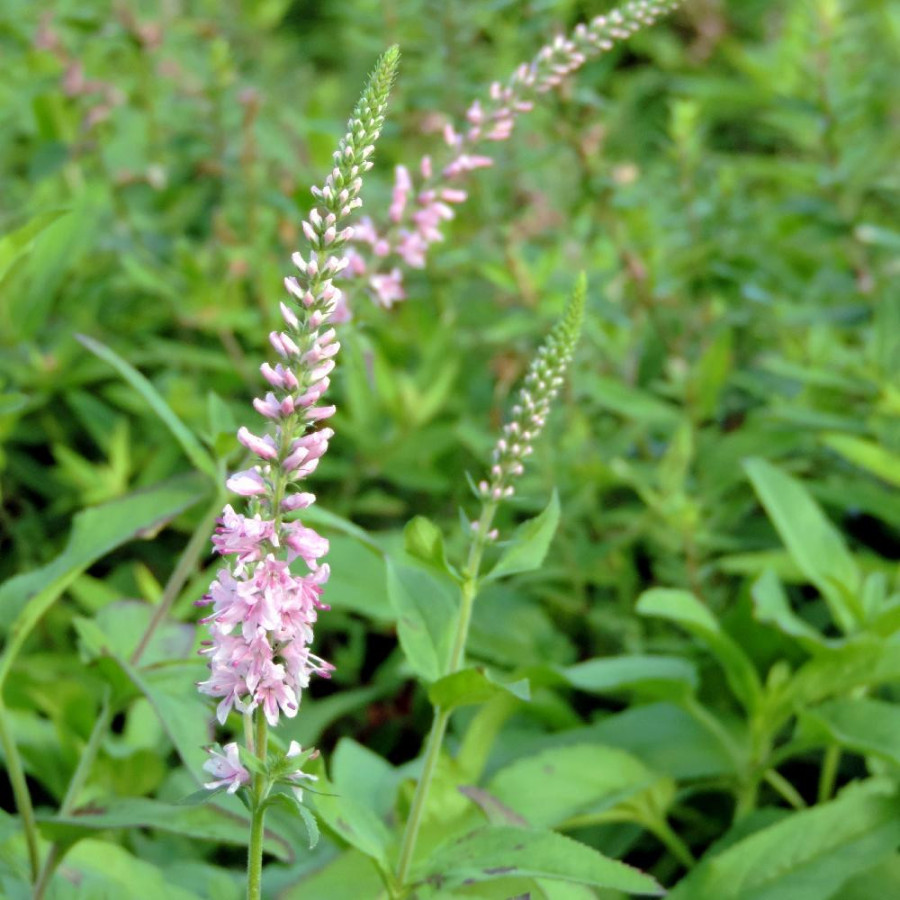 plantes-vivaces-veronica-spicata-pink-damask-veronique-en-vente-pepiniere-lepage-