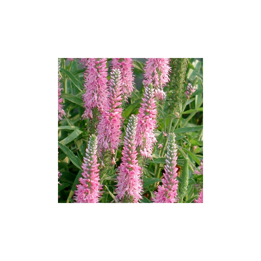 Plantes Vivaces VERONICA spicata 'Pink Goblin' - Véronique en vente - Pépinière Lepage .