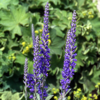 plantes-vivaces-veronica-spicata-ssp-incana-veronique-en-vente-pepiniere-lepage-