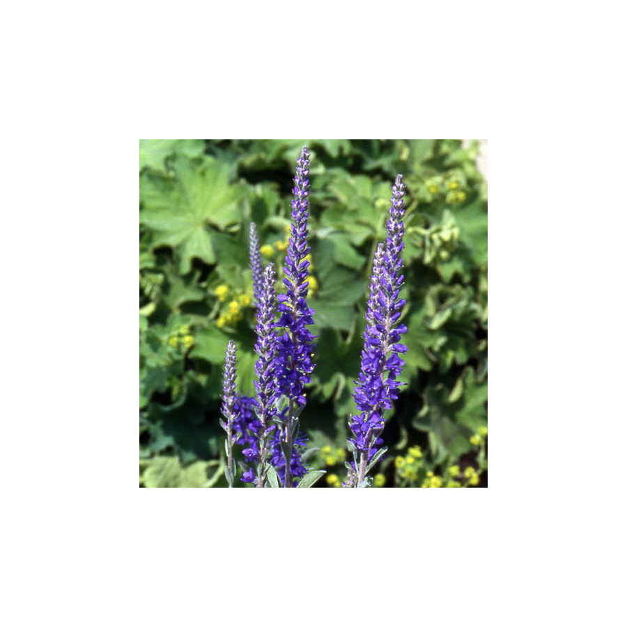 Plantes Vivaces VERONICA spicata ssp. incana - Véronique en vente - Pépinière Lepage .