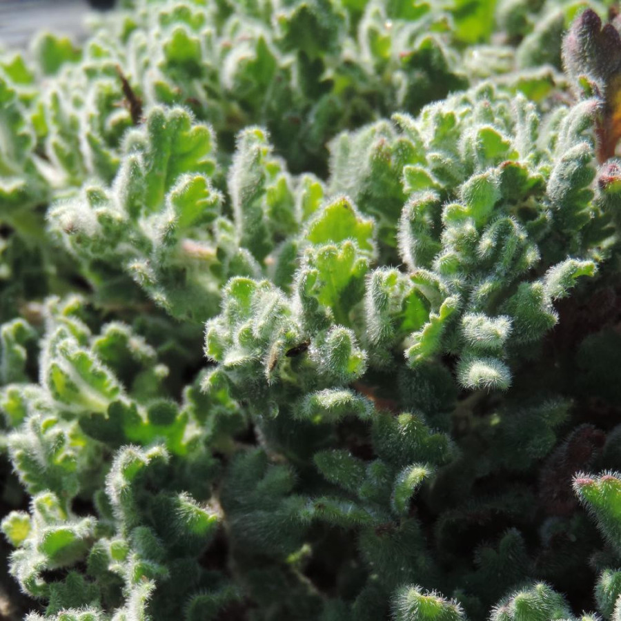 Plantes Vivaces VERONICA surculosa - Véronique en vente - Pépinière Lepage .