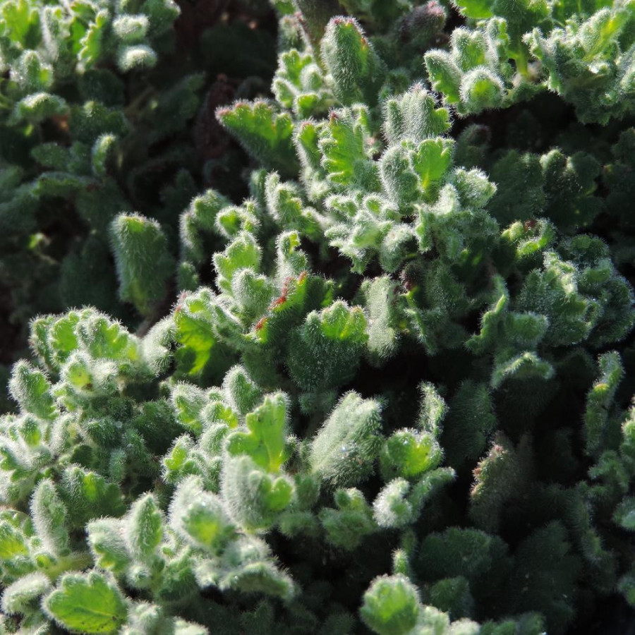 Plantes Vivaces VERONICA surculosa - Véronique en vente - Pépinière Lepage .