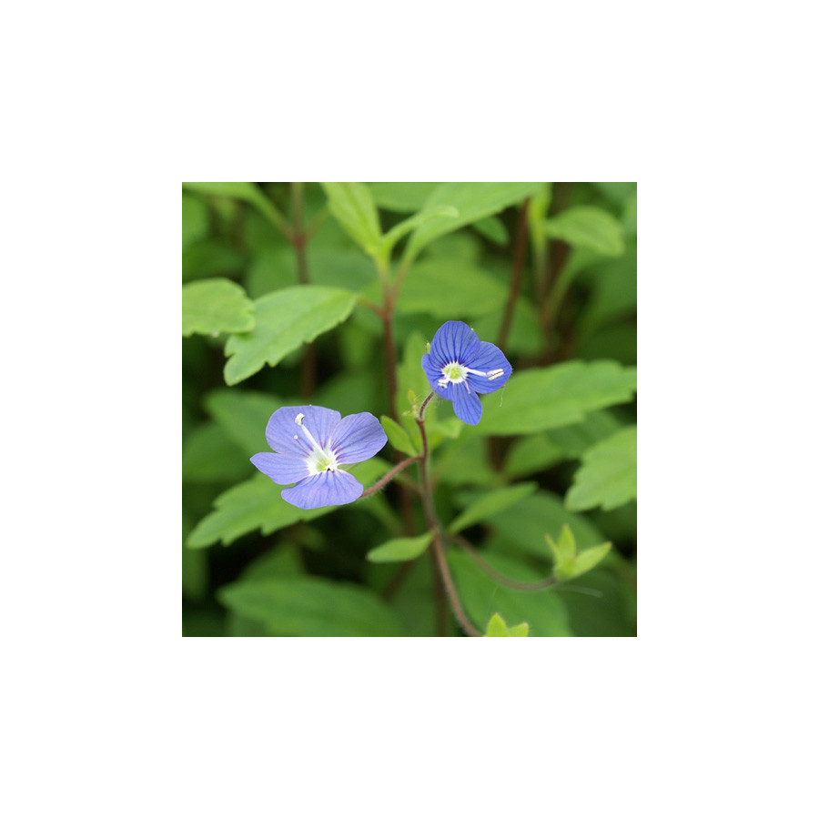 plantes-vivaces-veronica-umbrosa-georgia-blue-v-pedunculata-veronique-en-vente-pepiniere-lepage-