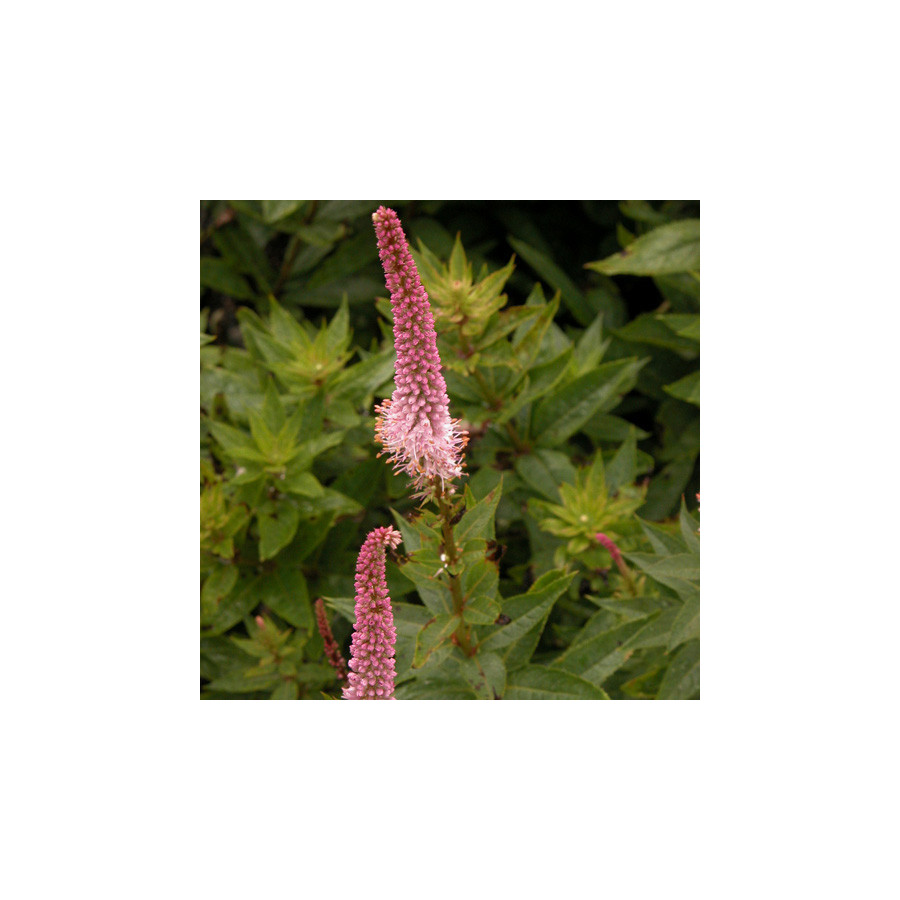 plantes-vivaces-veronicastrum-virginicum-erika-en-vente-pepiniere-lepage-