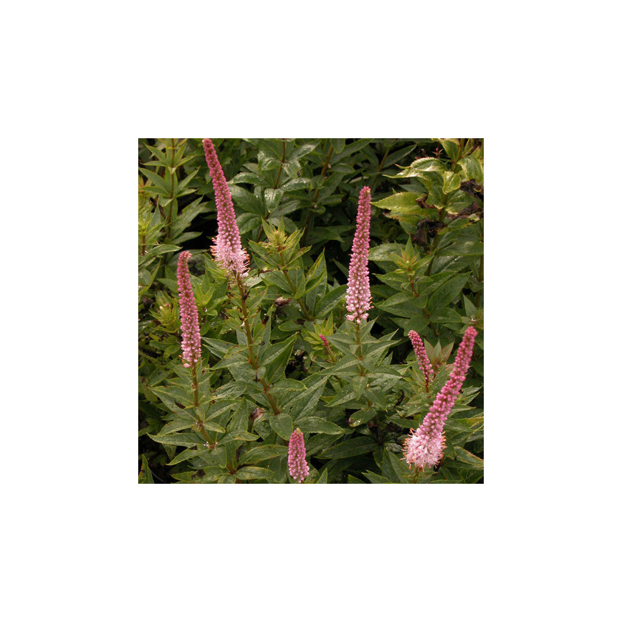 plantes-vivaces-veronicastrum-virginicum-erika-en-vente-pepiniere-lepage-