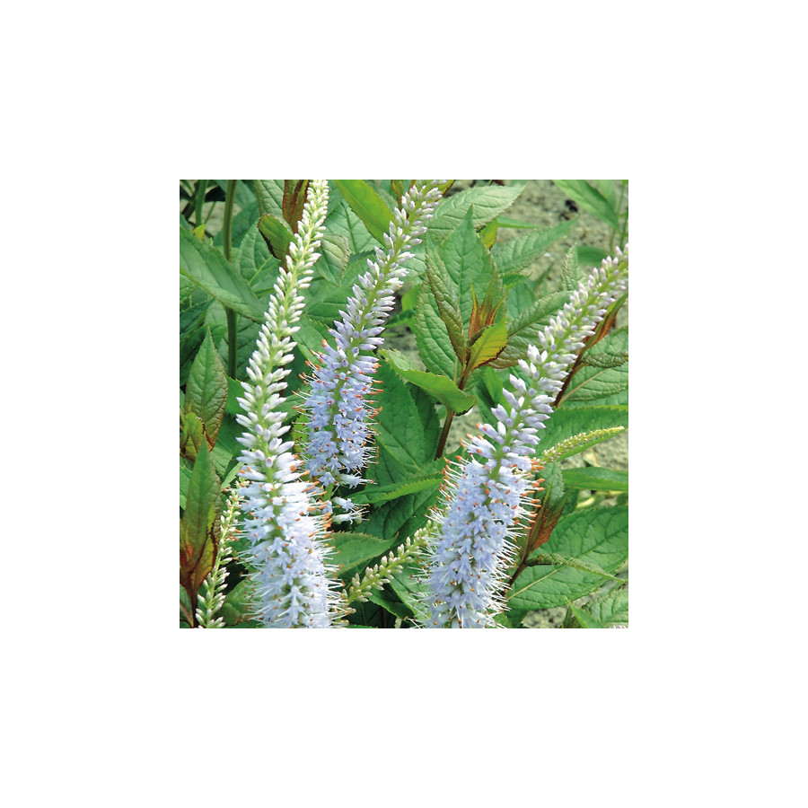plantes-vivaces-veronicastrum-virginicum-lavendelturm-en-vente-pepiniere-lepage-